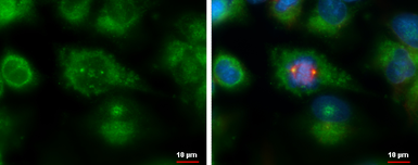 Anti-SDCCAG8 antibody used in Immunocytochemistry/ Immunofluorescence (ICC/IF). GTX119588
