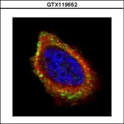 Anti-PCYOX1 antibody used in Immunocytochemistry/ Immunofluorescence (ICC/IF). GTX119652