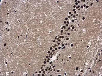 Anti-Wdr62 antibody used in IHC (Paraffin sections) (IHC-P). GTX119724