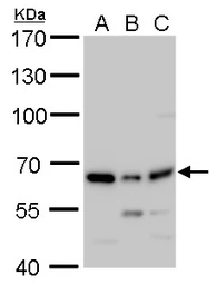Anti-PSPC1 antibody used in Western Blot (WB). GTX119744