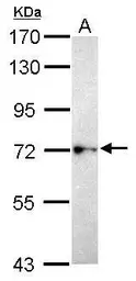 Anti-BEGAIN antibody used in Western Blot (WB). GTX119786