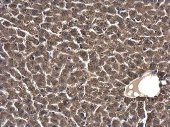 Anti-SKA1 antibody used in IHC (Paraffin sections) (IHC-P). GTX119803