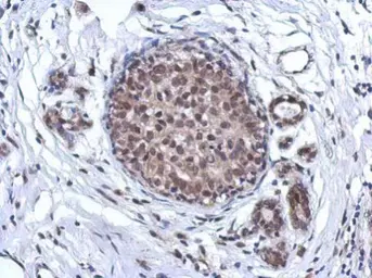 Anti-ARS2 antibody used in IHC (Paraffin sections) (IHC-P). GTX119872