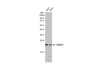 Anti-THOC7 antibody used in Western Blot (WB). GTX119877