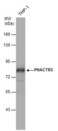 Anti-PHACTR3 antibody used in Western Blot (WB). GTX119979