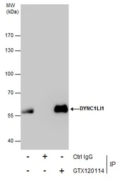 Anti-DYNC1LI1 antibody used in Immunoprecipitation (IP). GTX120114