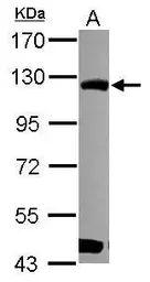 Anti-BOP1 antibody [N3C3] used in Western Blot (WB). GTX120120