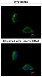 Anti-FAM171A1 antibody [C1C3] used in Immunocytochemistry/ Immunofluorescence (ICC/IF). GTX120226