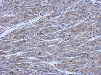 Anti-FCHO1 antibody [C1C3] used in IHC (Paraffin sections) (IHC-P). GTX120231