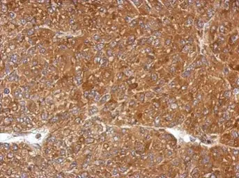 Anti-PGLS antibody used in IHC (Paraffin sections) (IHC-P). GTX120327