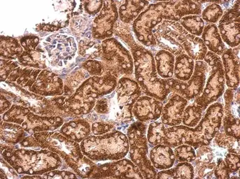 Anti-C9orf114 antibody [N2C3] used in IHC (Paraffin sections) (IHC-P). GTX120433
