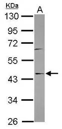 Anti-C9orf114 antibody [N2C3] used in Western Blot (WB). GTX120433