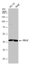 Anti-PELO antibody used in Western Blot (WB). GTX120446