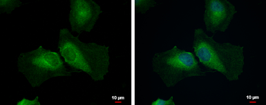 Anti-STAMBPL1 antibody [N3C3] used in Immunocytochemistry/ Immunofluorescence (ICC/IF). GTX120491