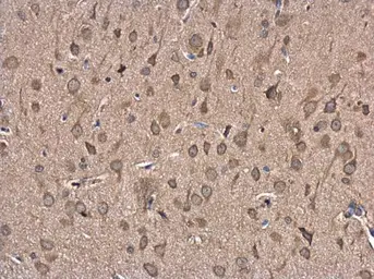 Anti-FBXL16 antibody [N2C3] used in IHC (Paraffin sections) (IHC-P). GTX120503