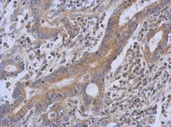 Anti-TRIT1 antibody [N1C1] used in IHC (Paraffin sections) (IHC-P). GTX120508