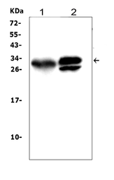 Anti-Kallikrein 1 antibody used in Western Blot (WB). GTX12058