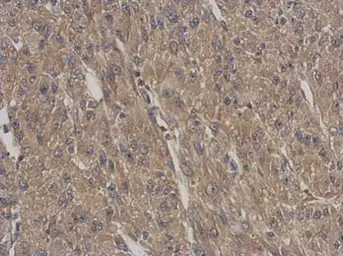 Anti-ARPC5L antibody [N1C3] used in IHC (Paraffin sections) (IHC-P). GTX120725