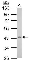 Anti-ERLIN1 antibody used in Western Blot (WB). GTX120815