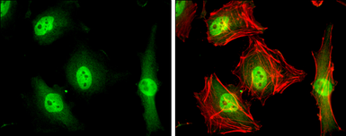 Anti-MKLP1 antibody [N1N2], N-term used in Immunocytochemistry/ Immunofluorescence (ICC/IF). GTX120875