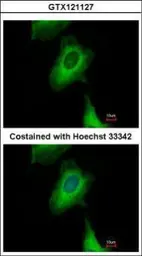 Anti-UBXN1 antibody used in Immunocytochemistry/ Immunofluorescence (ICC/IF). GTX121127