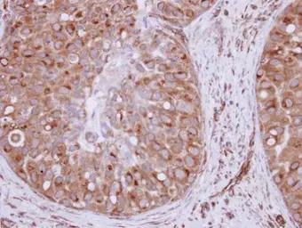Anti-XPO6 antibody [N1N3] used in IHC (Paraffin sections) (IHC-P). GTX121149