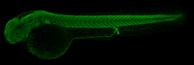 Anti-Histone H3K27me3 (Tri-methyl Lys27) antibody used in IHC (Whole mount) (IHC-Wm). GTX121184