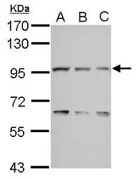 Anti-COG3 antibody [N1N2], N-term used in Western Blot (WB). GTX121212