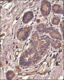 Anti-IKB alpha antibody [6A920] used in IHC (Paraffin sections) (IHC-P). GTX12134