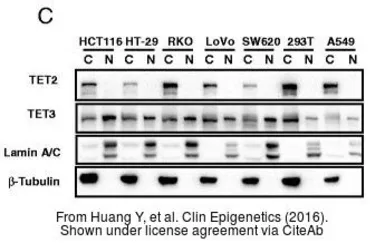 Anti-TET3 antibody [N3C1], Internal used in Western Blot (WB). GTX121452