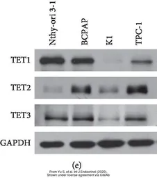 Anti-TET3 antibody [C3], C-term used in Western Blot (WB). GTX121453