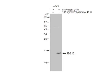 Anti-ISG15 antibody used in Western Blot (WB). GTX121474