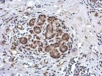 Anti-ZBTB20 antibody used in IHC (Paraffin sections) (IHC-P). GTX121616