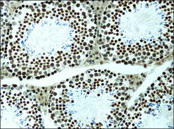 Anti-Histone H3K9me1 (Mono-methyl Lys9) antibody used in IHC (Paraffin sections) (IHC-P). GTX12177