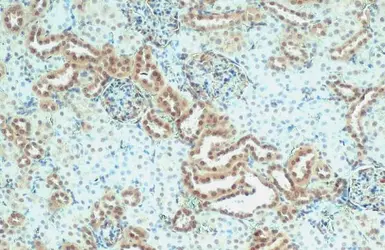 Anti-Nesprin 2 antibody [C3], C-term used in IHC (Paraffin sections) (IHC-P). GTX121928