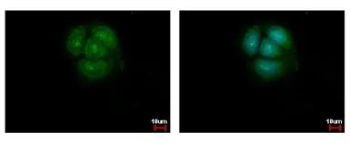 Anti-AKT antibody [N2C2], Internal used in Immunocytochemistry/ Immunofluorescence (ICC/IF). GTX121936