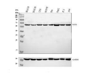 Anti-NOX4 antibody used in Western Blot (WB). GTX12205