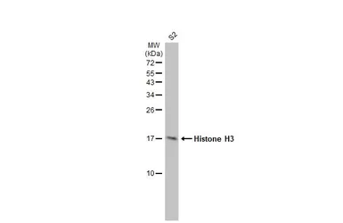 Anti-Histone H3 antibody used in Western Blot (WB). GTX122150