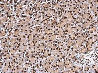 Anti-Histone H3 antibody used in IHC (Paraffin sections) (IHC-P). GTX122150