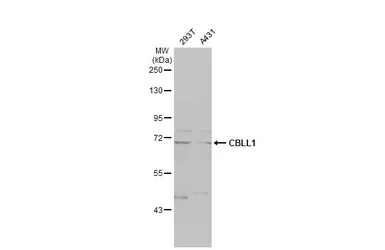 Anti-CBLL1 antibody [N1N3] used in Western Blot (WB). GTX122426