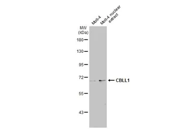 Anti-CBLL1 antibody [N1N3] used in Western Blot (WB). GTX122426