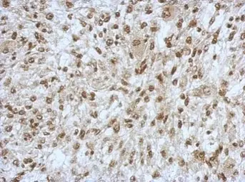 Anti-SAP130 antibody [N1N2], N-term used in IHC (Paraffin sections) (IHC-P). GTX122554