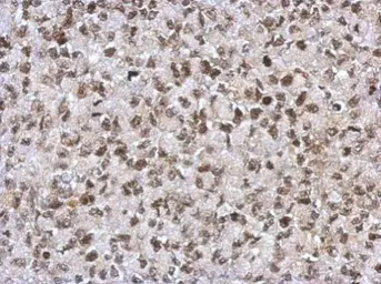 Anti-SAP130 antibody [N1N2], N-term used in IHC (Paraffin sections) (IHC-P). GTX122554
