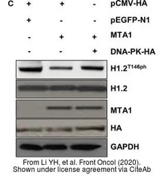 Anti-Histone H1.2 antibody used in Western Blot (WB). GTX122561