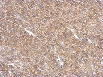 Anti-ARL13B antibody used in IHC (Paraffin sections) (IHC-P). GTX122703