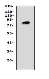 Anti-PCSK4 antibody used in Western Blot (WB). GTX12306