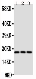 Anti-CD90 antibody used in Western Blot (WB). GTX12310