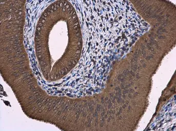 Anti-ATL3 antibody used in IHC (Paraffin sections) (IHC-P). GTX123176