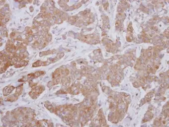 Anti-DLK/MAP3K12 antibody used in IHC (Paraffin sections) (IHC-P). GTX124127