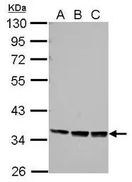 Anti-Protor 1 antibody used in Western Blot (WB). GTX124197